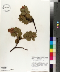 Arctostaphylos pringlei image