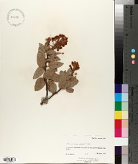 Arctostaphylos pringlei image