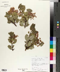 Arctostaphylos pringlei image