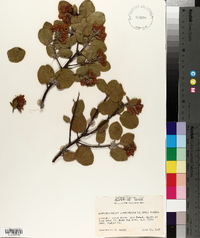 Arctostaphylos platyphylla image