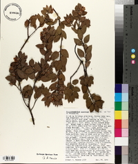 Arctostaphylos pilosula image