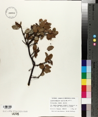 Arctostaphylos purissima image