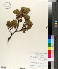 Arctostaphylos pungens image