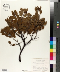 Arctostaphylos pungens image