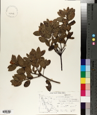 Arctostaphylos columbiana image