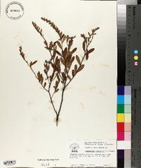 Chamaedaphne calyculata image