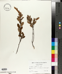 Chamaedaphne calyculata image