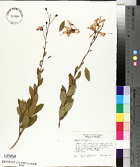 Bejaria racemosa image