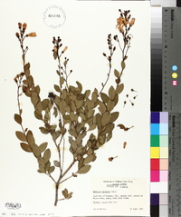 Bejaria racemosa image