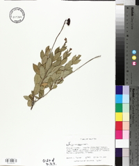 Bejaria racemosa image