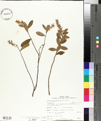 Chamaedaphne calyculata image