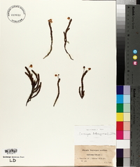 Cassiope tetragona image