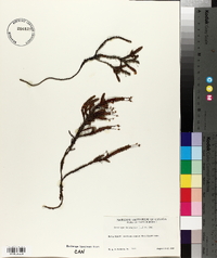Cassiope tetragona image