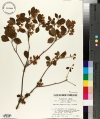 Enkianthus campanulatus image