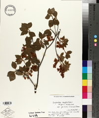 Enkianthus campanulatus image