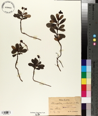 Chimaphila umbellata image