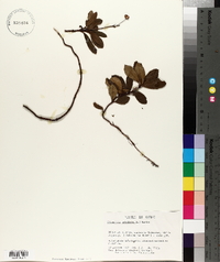 Chimaphila umbellata image