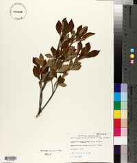 Enkianthus perulatus image