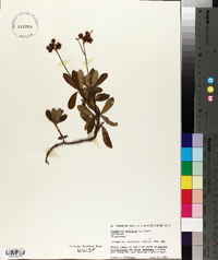 Chimaphila umbellata image