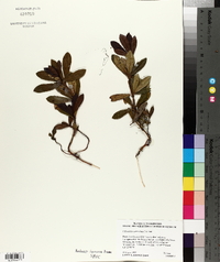 Chimaphila umbellata image