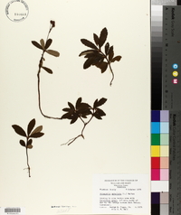 Chimaphila umbellata image