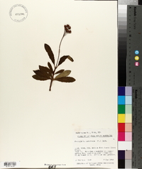 Chimaphila umbellata image