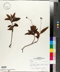 Chimaphila umbellata image