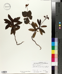 Chimaphila umbellata image