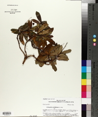 Chimaphila umbellata image