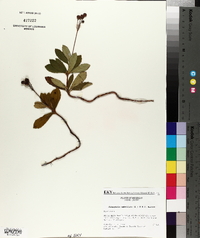 Chimaphila umbellata image