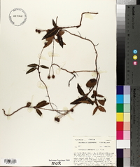 Chimaphila umbellata image