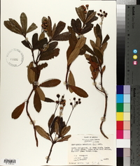 Chimaphila umbellata image