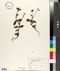 Chimaphila menziesii image