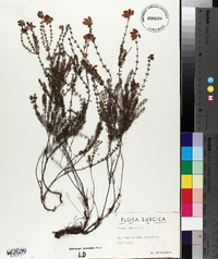 Erica tetralix image