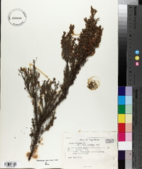 Erica arborea image
