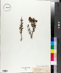 Erica arborea image