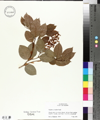 Gaultheria shallon image