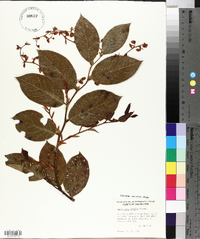 Gaultheria shallon image