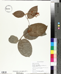 Gaultheria shallon image