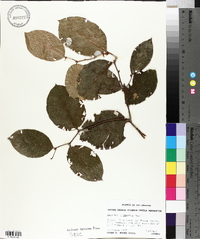 Gaultheria shallon image
