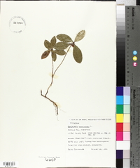 Gaultheria procumbens image