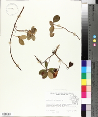 Gaultheria procumbens image