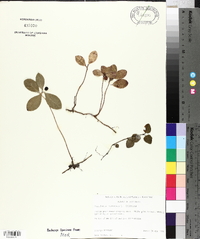 Gaultheria procumbens image