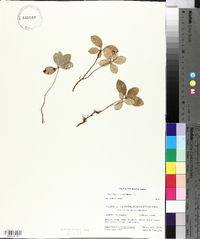 Gaultheria procumbens image