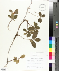 Gaultheria procumbens image