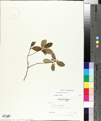 Gaultheria procumbens image