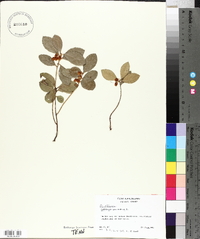 Gaultheria procumbens image