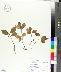 Gaultheria procumbens image