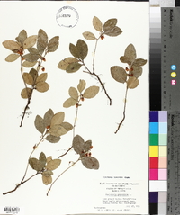 Gaultheria procumbens image