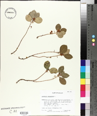 Gaultheria procumbens image